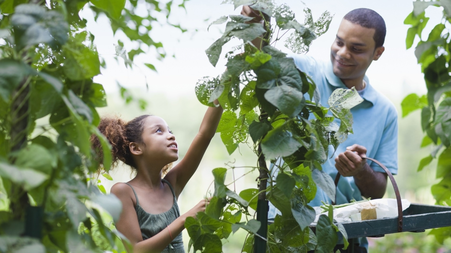 community garden